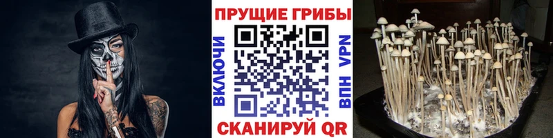 Галлюциногенные грибы Magic Shrooms  omg ссылки  Агрыз 